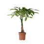 Voir la diapositive 1 : PLANT IN A BOX Arbre à argent - Pachira aquatica - Hauteur 60-70cm - ⌀17cm
