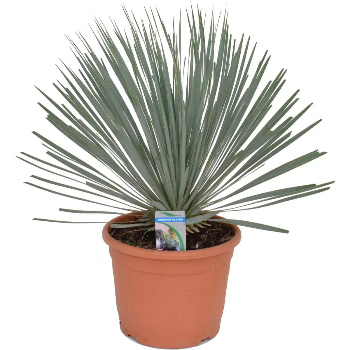 Yucca rostrata - Pot de 5L - H/40-60cm