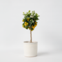 Voir la diapositive 6 : PLANT IN A BOX Citronnier - Citrus mitis 'Calamondin' - Hauteur 55-65cm - ⌀19cm