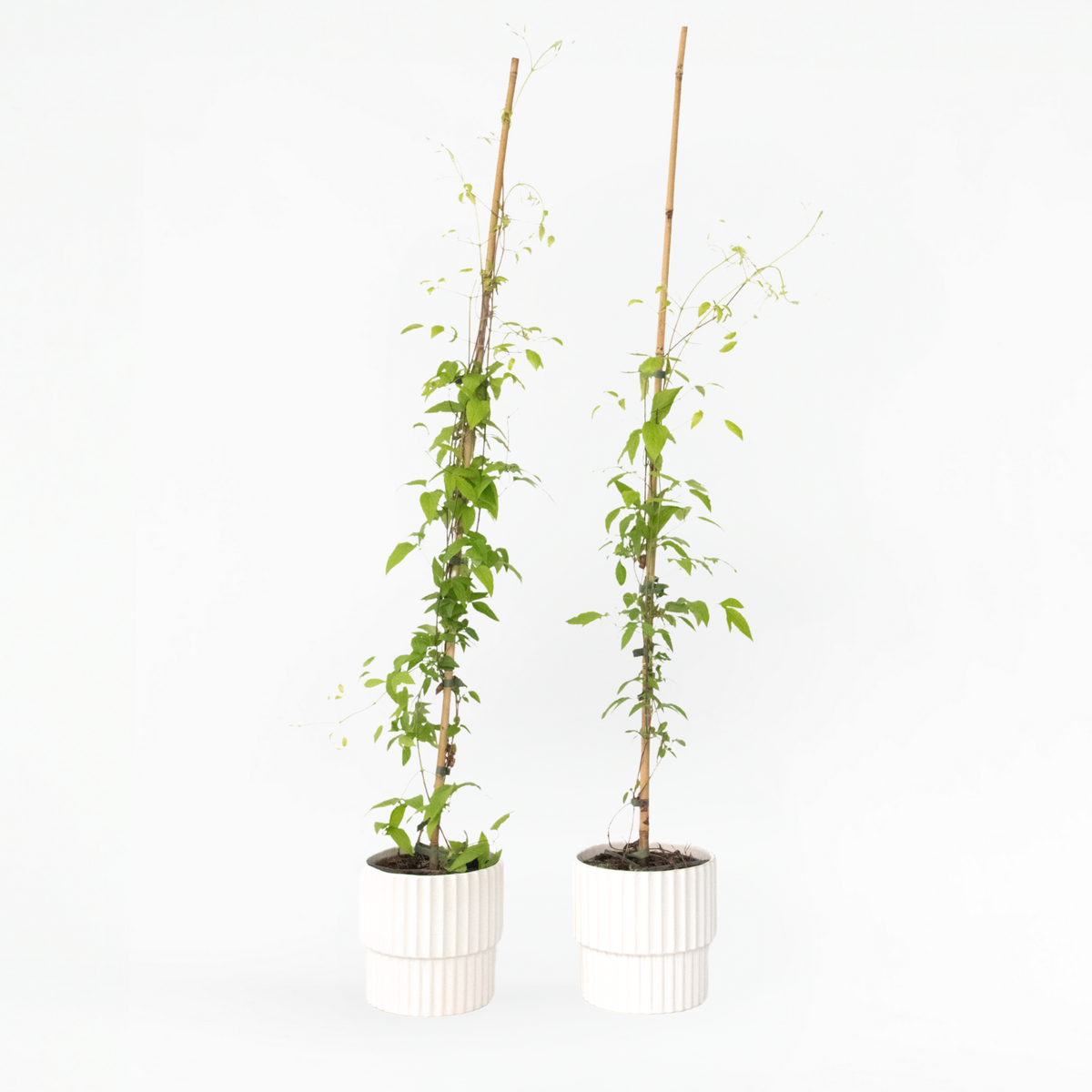 PLANT IN A BOX Clématite - Lot de 2 - Clematis 'The President' - Hauteur 100-120cm - ⌀17cm