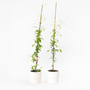 Voir la diapositive 6 : PLANT IN A BOX Clématite - Lot de 2 - Clematis 'The President' - Hauteur 100-120cm - ⌀17cm