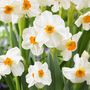 Voir la diapositive 5 : PLANT IN A BOX Mélange de bulbes pour le jardin - Set de 25 - Narcissus, Tulipa, Hyacinthus