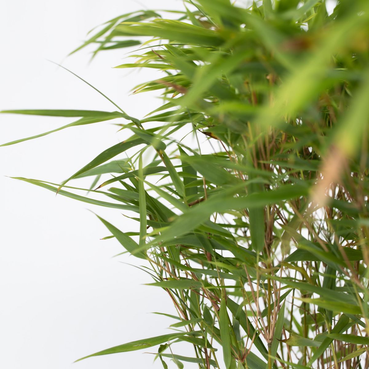 PLANT IN A BOX Bambou non-traçant - Set de 2 - Fargesia nitida 'Gansu' - H50-70cm - ⌀17cm