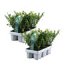 Voir la diapositive 1 : PLANT IN A BOX Houx crenelé - Set de 48 - Ilex crenata 'Jenny' - Hauteur 10-20cm - ⌀9cm