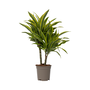 Voir la diapositive 1 : PLANT IN A BOX Dragonnier - Dracaena deremensis 'Lemon Lime' - Hauteur 60-70cm - ⌀17cm