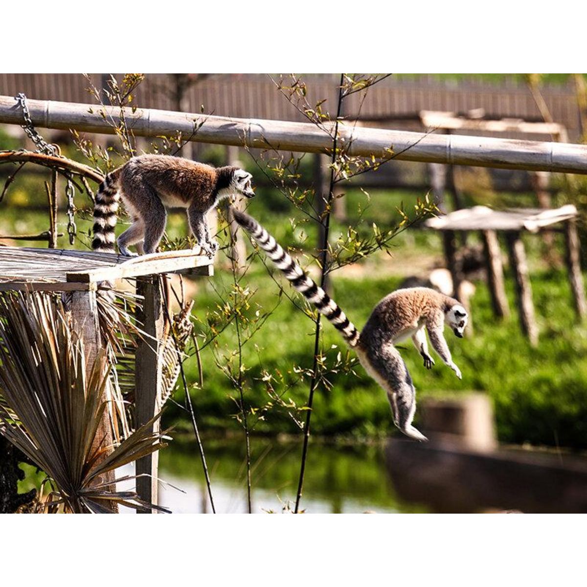 Smartbox Tanière Zoo Refuge : visite guidée VIP à la découverte des animaux pour 2 personnes - Coffret Cadeau Multi-thèmes