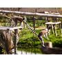 Voir la diapositive 6 : Smartbox Tanière Zoo Refuge : visite guidée VIP à la découverte des animaux pour 2 personnes - Coffret Cadeau Multi-thèmes