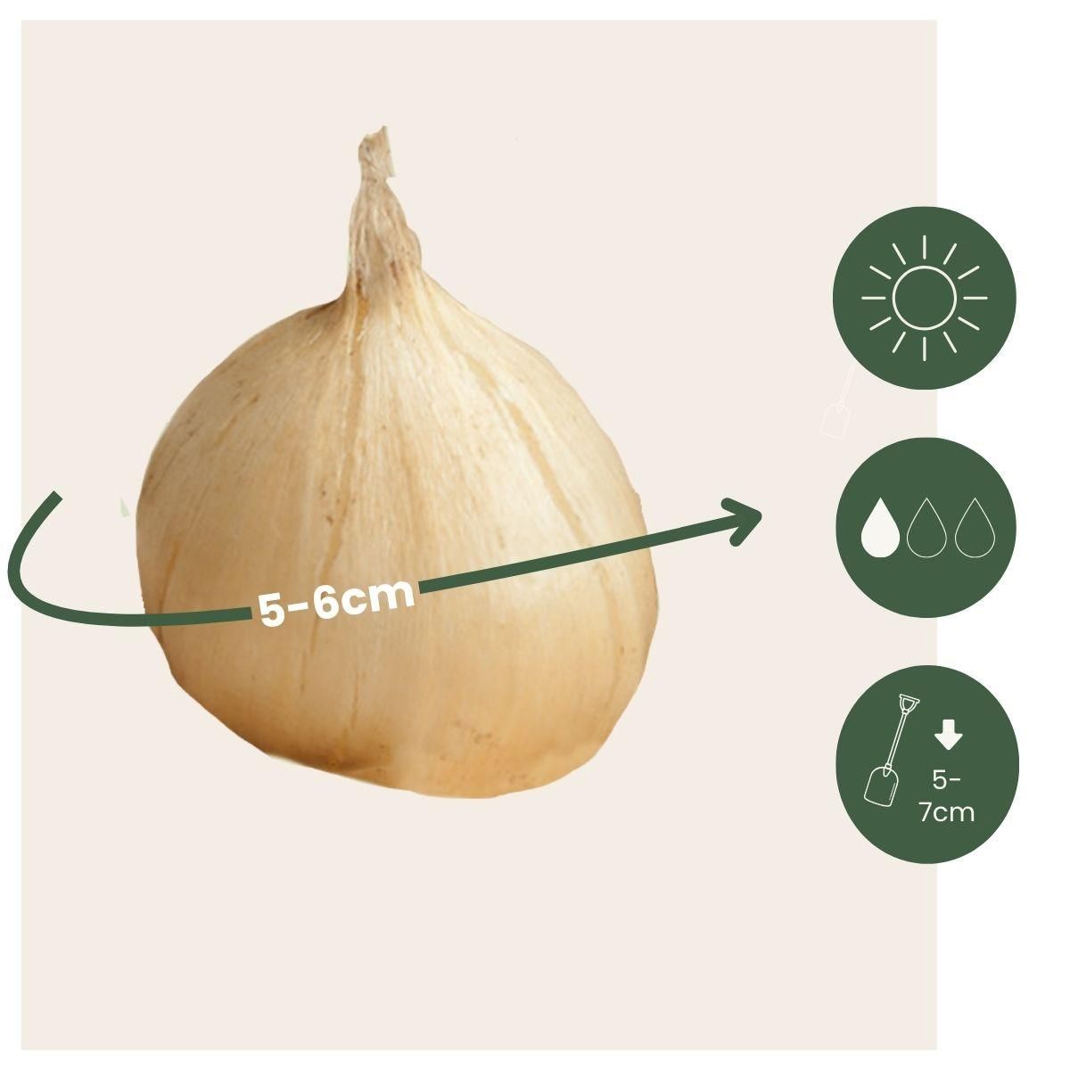 PLANT IN A BOX Ail - Set de 100 - Allium 'Sphaerocephalon' - Bulbes à fleurs - Violet