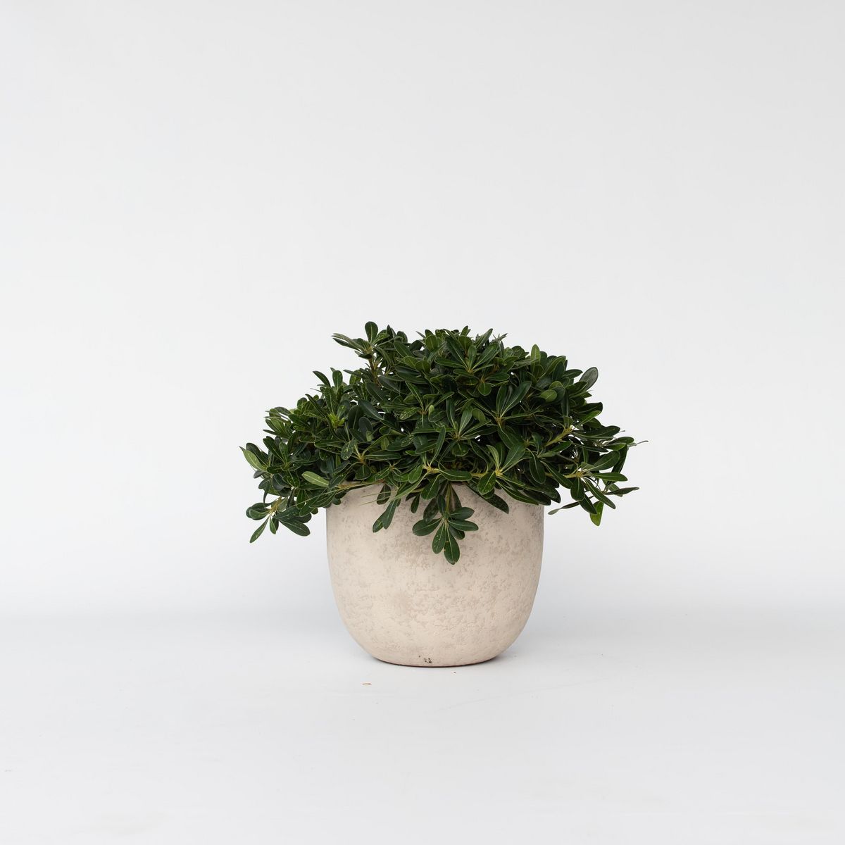 PLANT IN A BOX Pittospore du Japon - Pittosporum tobira nanum - Hauteur 30-40cm - ⌀19cm