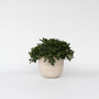 Voir la diapositive 6 : PLANT IN A BOX Pittospore du Japon - Pittosporum tobira nanum - Hauteur 30-40cm - ⌀19cm