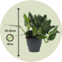 Voir la diapositive 2 : PLANT IN A BOX Plante verte - Philodendron Cobra - Hauteur 55-65cm - ⌀19cm