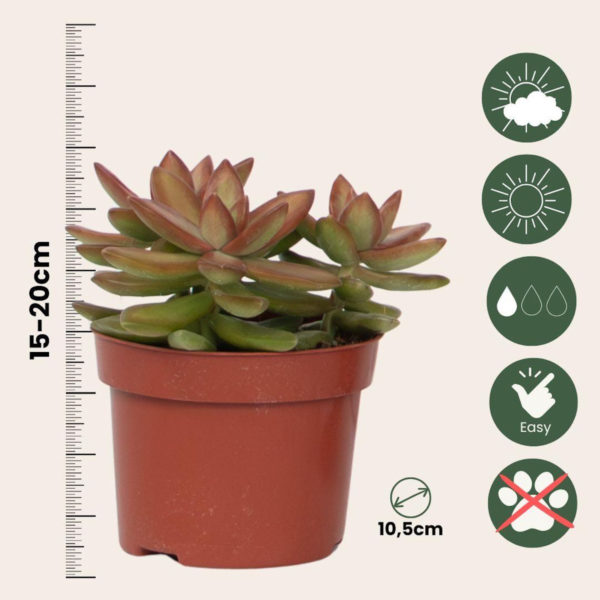 PLANT IN A BOX Mélange de succulentes - Set de 3 - Succulent Mix - H15-20cm - ⌀10,5cm