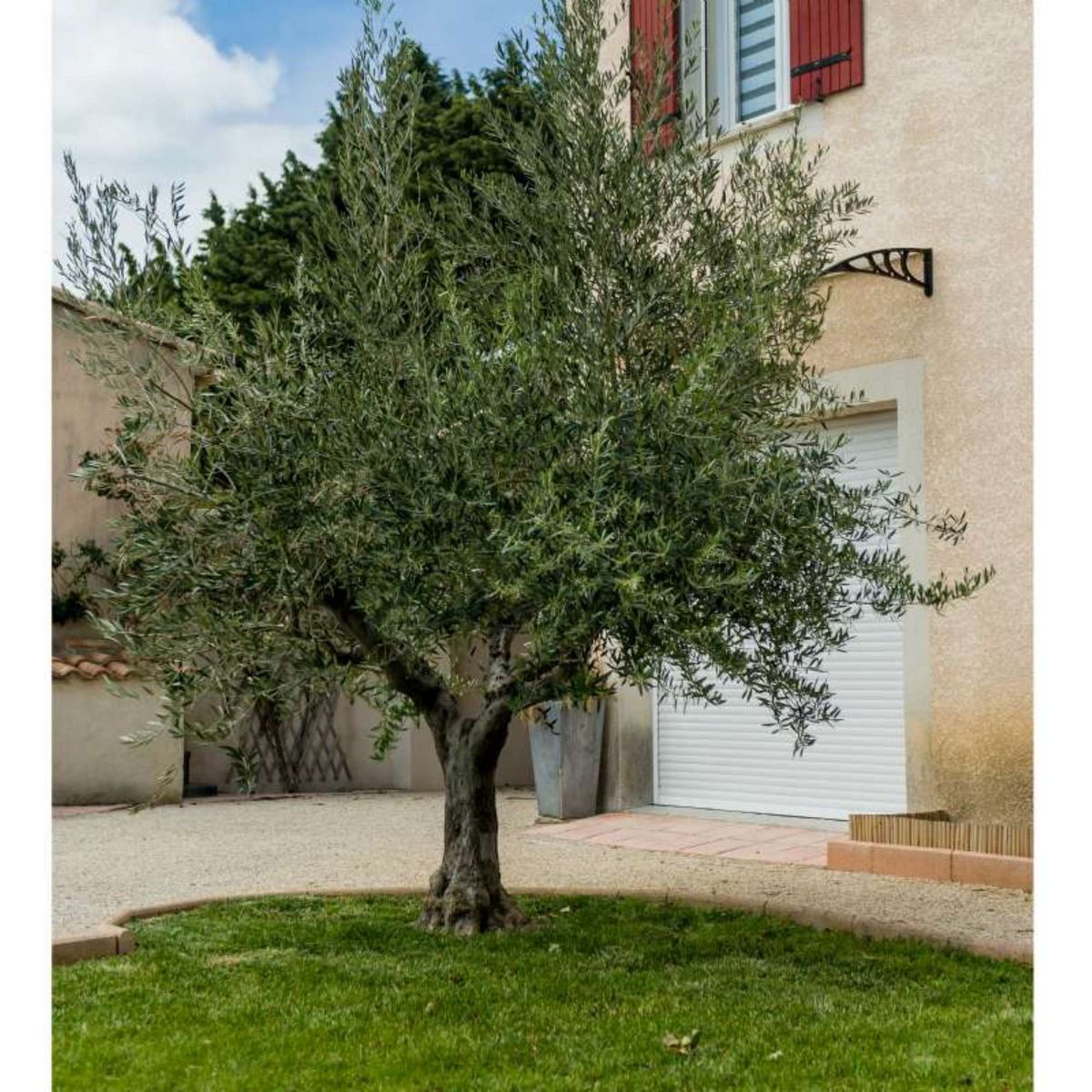  Filet à olives 50g/m2 Werkapro 5 x 5m - 25m2