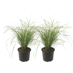 PLANT IN A BOX Calamagrostide - Set de 2 - Calamagrostis 'Overdam' - Hauteur 20-30cm - ⌀23cm