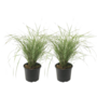 Voir la diapositive 1 : PLANT IN A BOX Calamagrostide - Set de 2 - Calamagrostis 'Overdam' - Hauteur 20-30cm - ⌀23cm