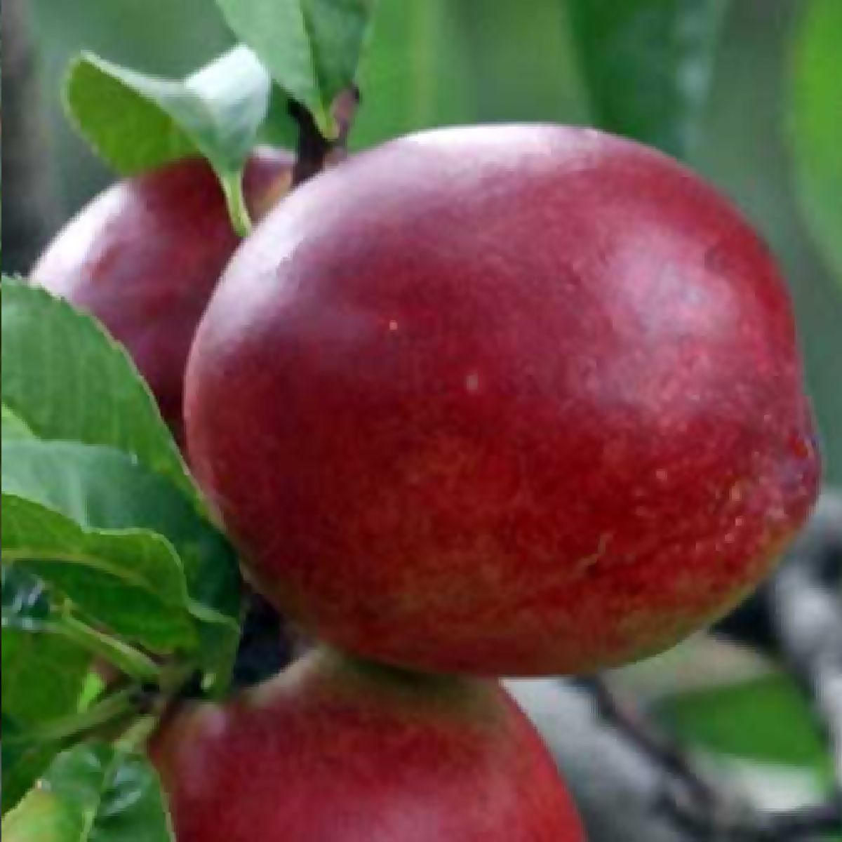 Nectarine Morton