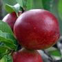 Voir la diapositive 3 : Nectarine Morton