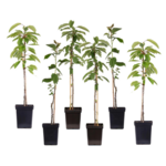 PLANT IN A BOX Pommier - Set de 6 - Malus - Hauteur 60-70cm - ⌀9cm