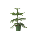 PLANT IN A BOX Pin de Norfolk - Araucaria heterophylla - Hauteur 45-55cm - ⌀14cm