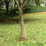 VIDAXL Rouleau de jute 0,25x15 m 100 % jute 200 g/m²