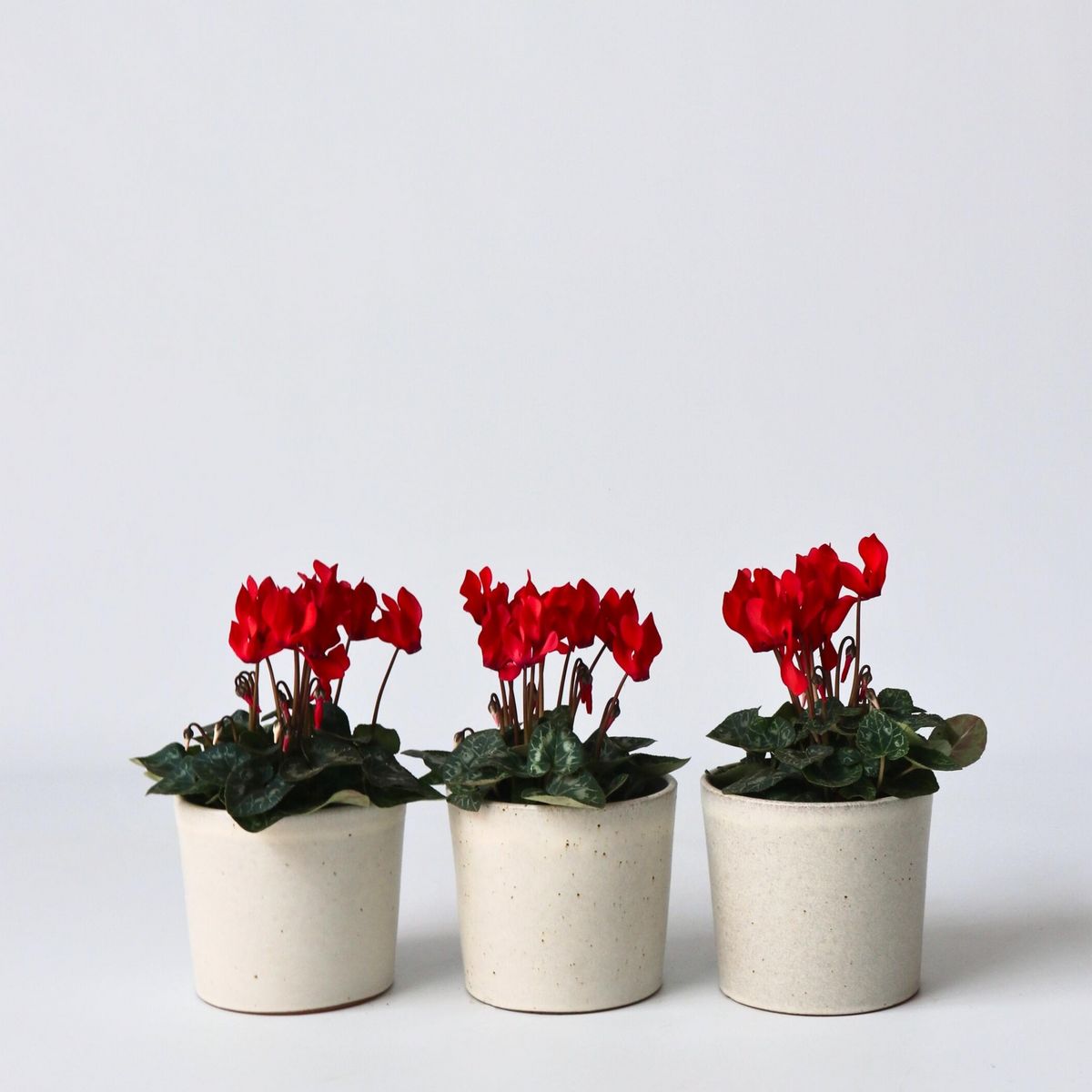 PLANT IN A BOX Cyclamen de Perse - Set de 3 - Cyclamen 'Winfall Scarlet' - H10-20cm - ⌀9cm
