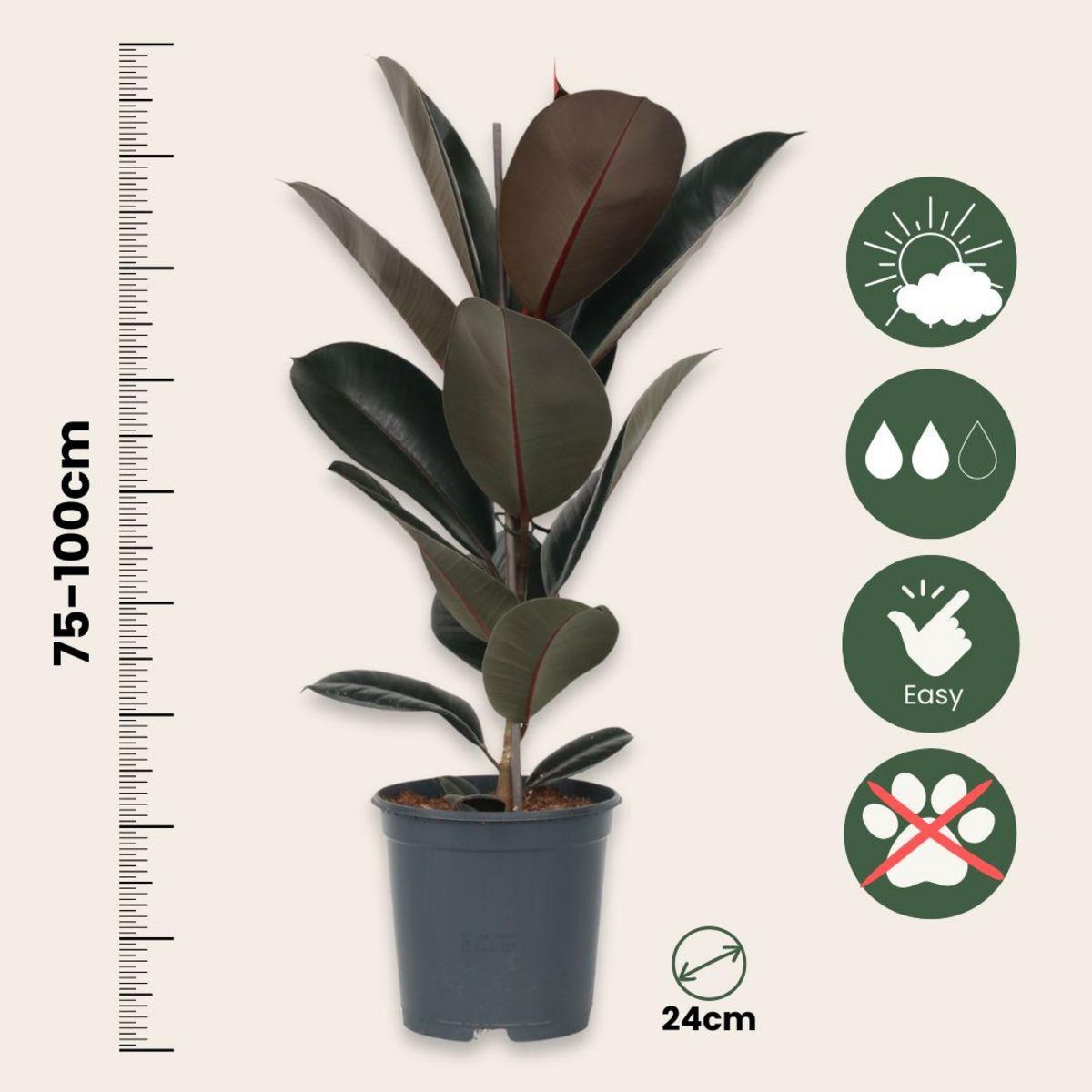 PLANT IN A BOX Caoutchouc - Ficus Elastica 'Abidjan' - Hauteur 75-100cm - ⌀24cm