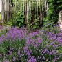 Voir la diapositive 4 : PLANT IN A BOX Lavande vraie - Set de 12 - Lavandula angustifolia - Hauteur 10-15cm - ⌀10,5cm