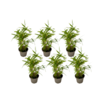 PLANT IN A BOX Bambou - Lot de 6 - Fargesia nitida 'Black Dragon' - Hauteur 25-40cm - ⌀14cm