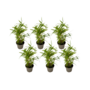 Voir la diapositive 1 : PLANT IN A BOX Bambou - Lot de 6 - Fargesia nitida 'Black Dragon' - Hauteur 25-40cm - ⌀14cm