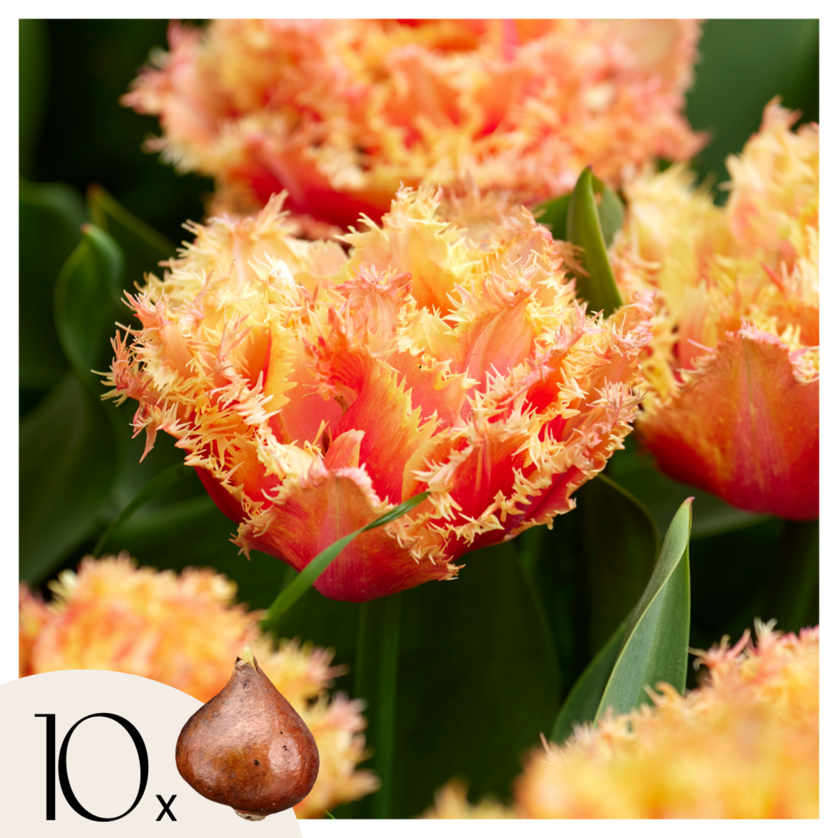 PLANT IN A BOX Tulipe - Set de 10 - Tulipa 'Brisbane' - Bulbes à fleurs - Rose