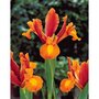  Iris de Hollande colorés en mélange - Le sachet de 40 bulbes / circonférence 6-7cm - Willemse