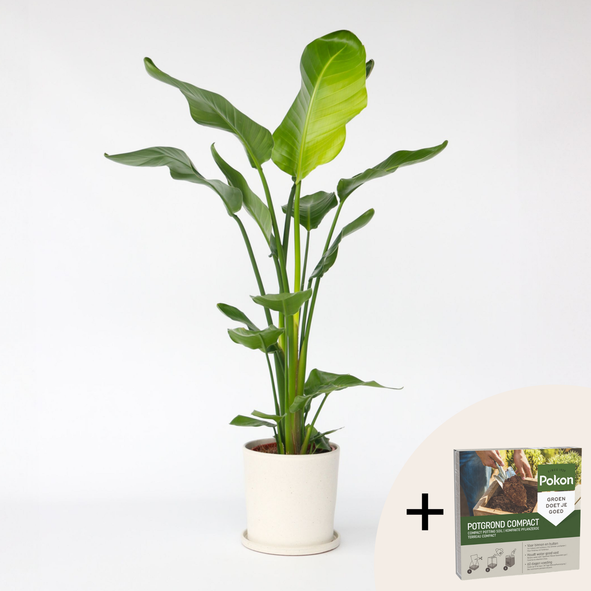 PLANT IN A BOX Oiseau de paradis - Strelitzia nicolai - Hauteur 90-110cm - ⌀21cm