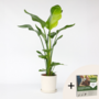 Voir la diapositive 6 : PLANT IN A BOX Oiseau de paradis - Strelitzia nicolai - Hauteur 90-110cm - ⌀21cm
