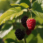 Voir la diapositive 4 : PLANT IN A BOX Framboisier - Set de 2 - Rubus idaeus 'Malling Promise' - H50-60cm - ⌀15cm