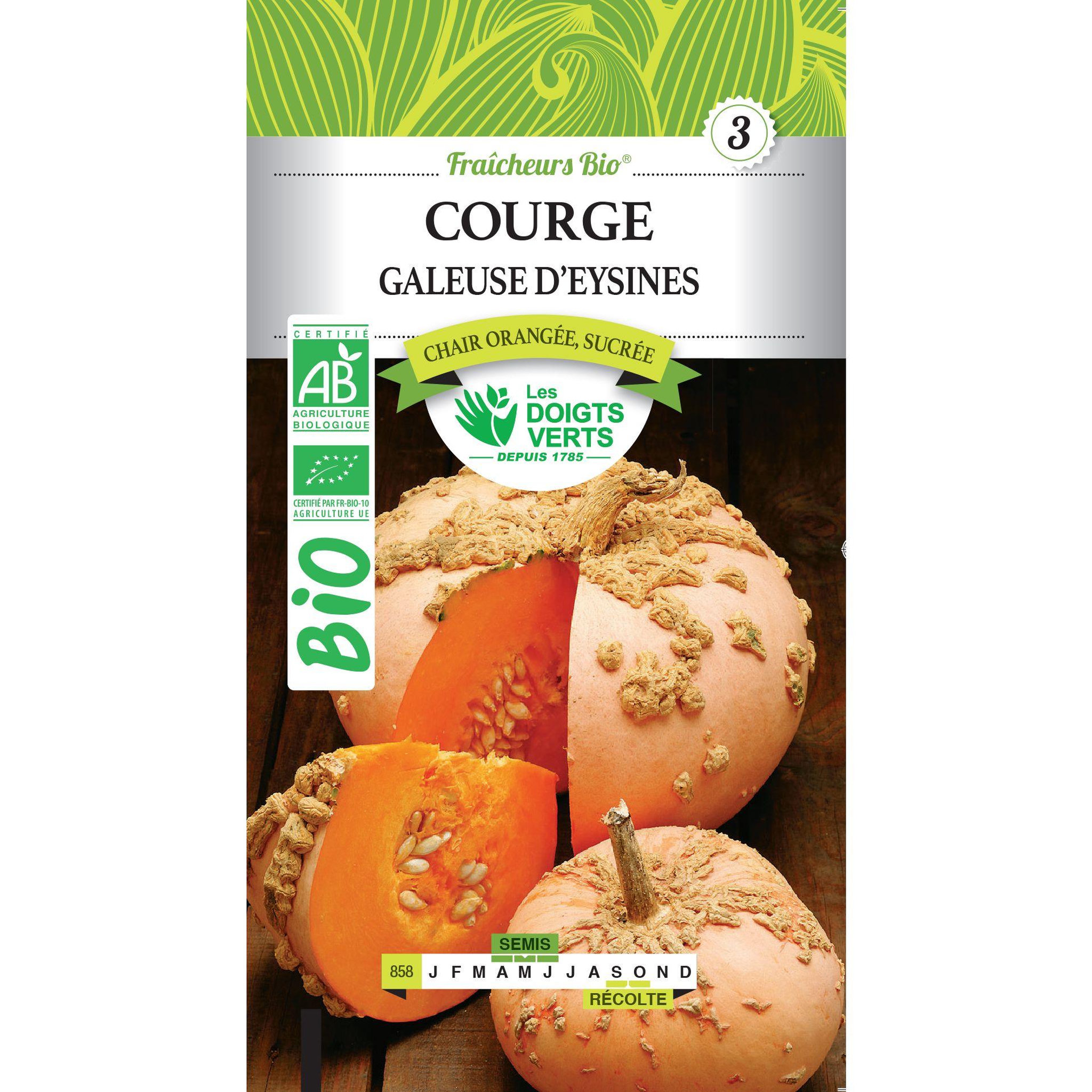 LES DOIGTS VERTS Graines Courge Galeuse d'Eysines BIO Les Doigts Verts