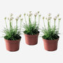 Voir la diapositive 6 : PLANT IN A BOX Oeillet des sables - Set de 3 - Armeria maritima 'Deep White' - H20-30cm - ⌀12cm