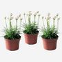 Voir la diapositive 6 : PLANT IN A BOX Oeillet des sables - Set de 3 - Armeria maritima 'Deep White' - H20-30cm - ⌀12cm
