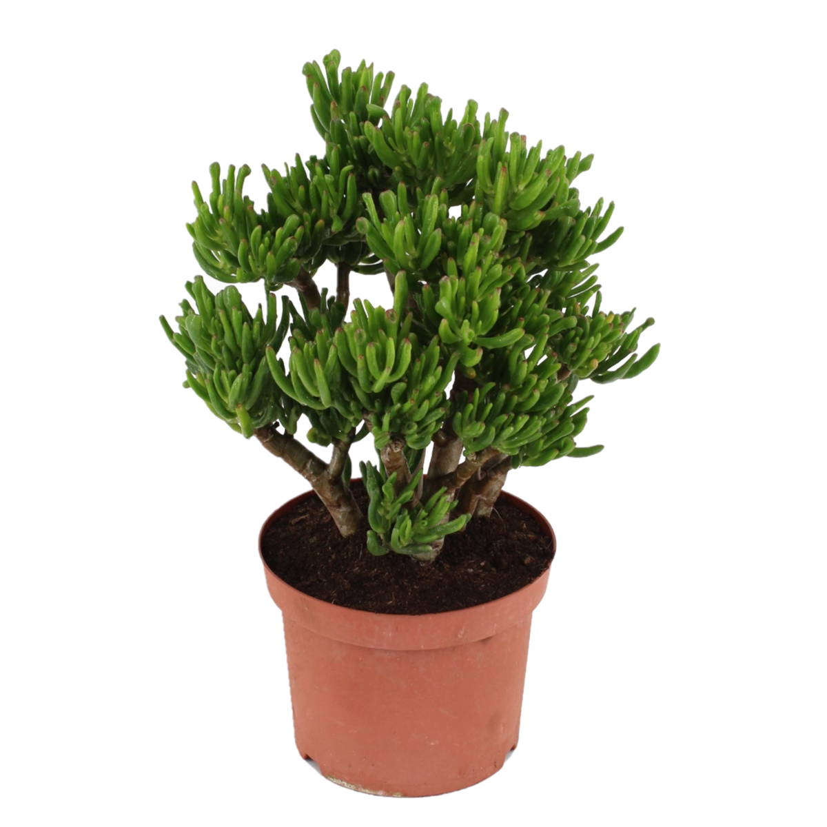 PLANT IN A BOX Arbre de jade - Crassula ovata 'Hobbit' - Hauteur 45-50cm - ⌀23cm