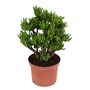 Voir la diapositive 1 : PLANT IN A BOX Arbre de jade - Crassula ovata 'Hobbit' - Hauteur 45-50cm - ⌀23cm