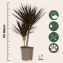 Voir la diapositive 2 : PLANT IN A BOX Dragonnier - Set de 2 - Dracaena marginata 'Magenta' - Hauteur 70-80cm - ⌀17cm