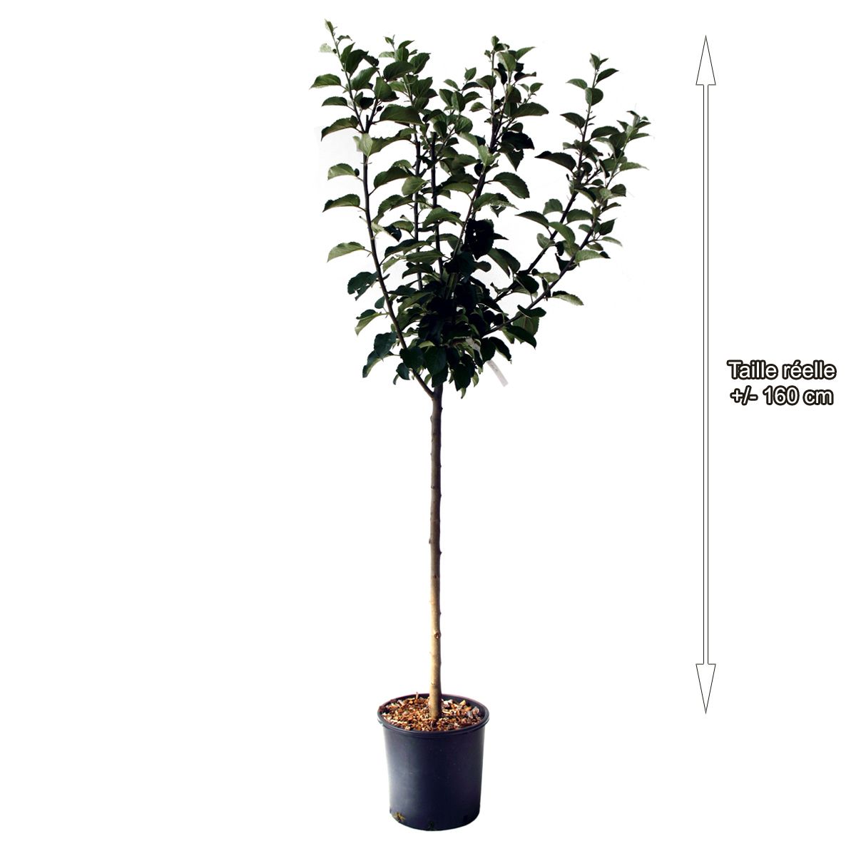 Pommier reine des reinettes