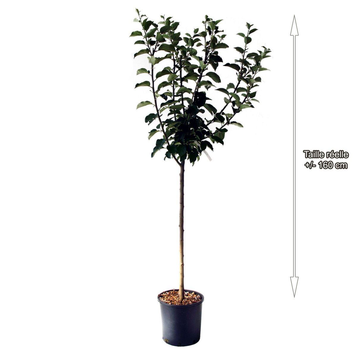 Pommier reine des reinettes