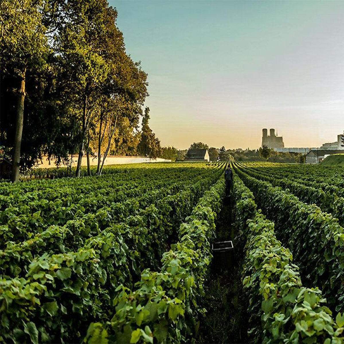 Smartbox Coffret 2 bouteilles de champagne Tsarine - Coffret Cadeau Gastronomie