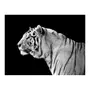 Paris Prix Papier Peint  Tigre Blanc 