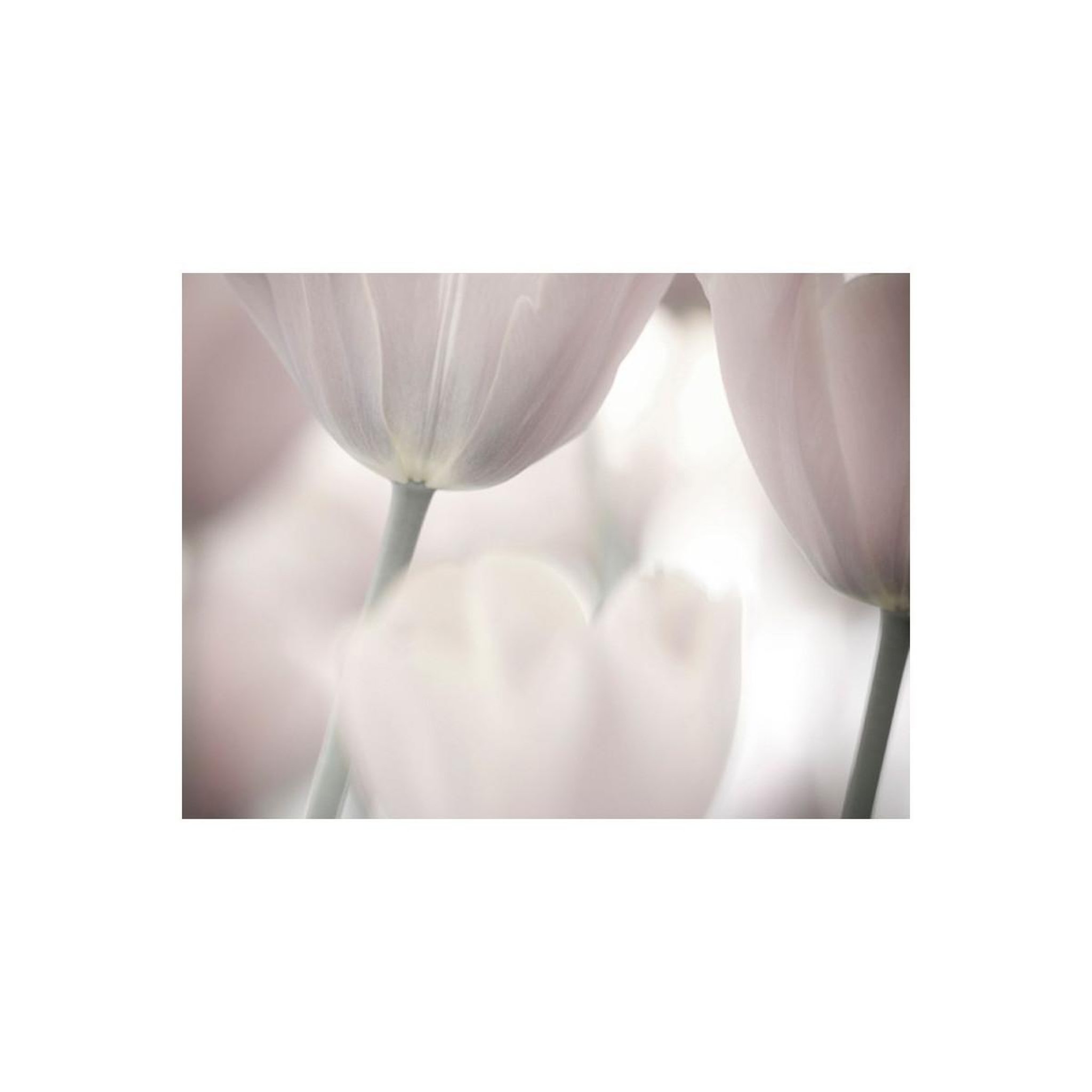 Voir la diapositive 2 : Paris Prix Papier peint  tulips fine art black & white