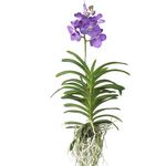PLANT IN A BOX Orchidée - Vanda 'Magic Royal Blue' - Hauteur 55-65cm