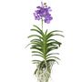 Voir la diapositive 1 : PLANT IN A BOX Orchidée - Vanda 'Magic Royal Blue' - Hauteur 55-65cm