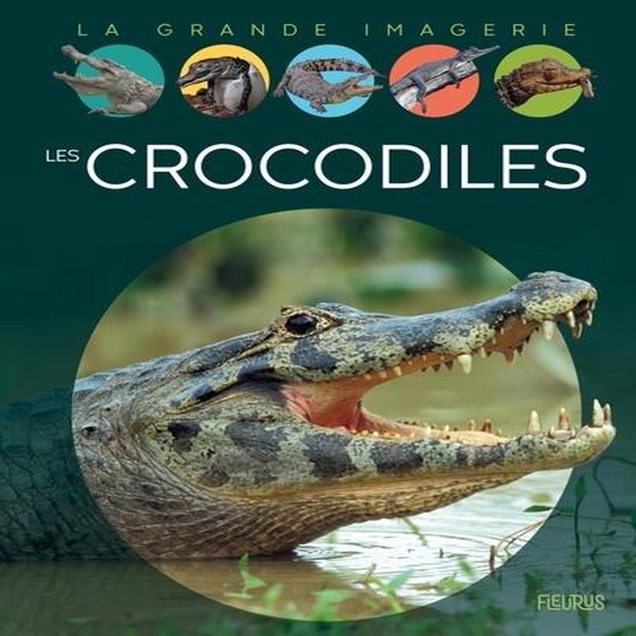 LES CROCODILES, Franco Cathy