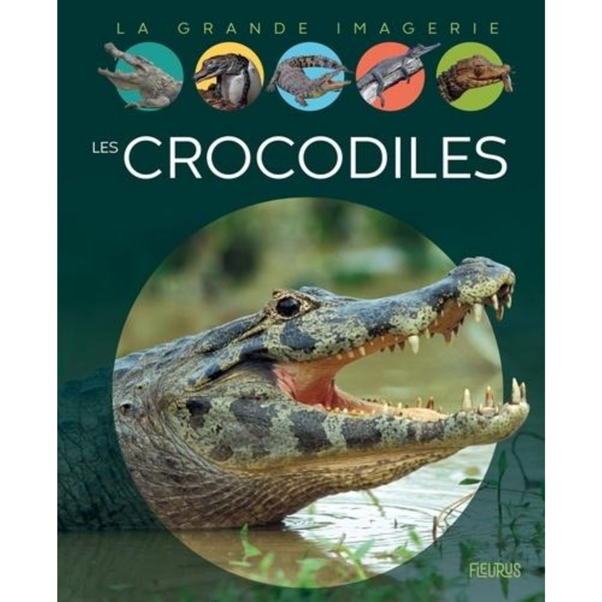 LES CROCODILES, Franco Cathy