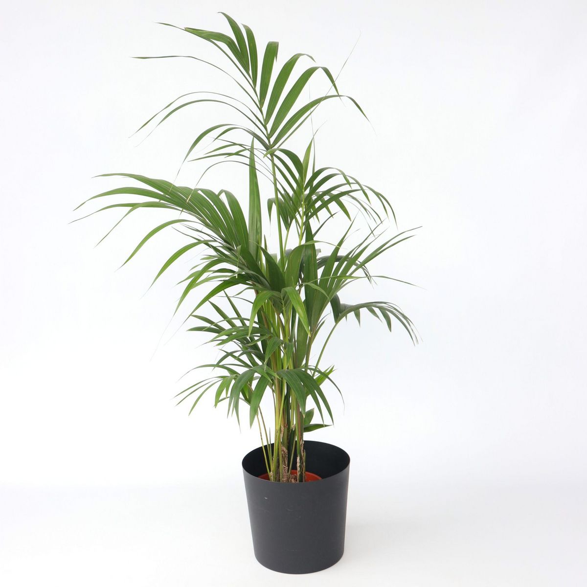 PLANT IN A BOX Palmier Kentia - Howea forsteriana - Hauteur 130-140cm - ⌀21cm